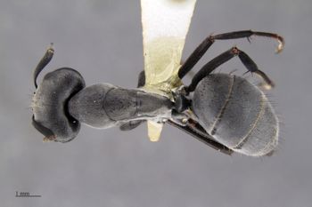 Media type: image;   Entomology 513816 Aspect: habitus dorsal